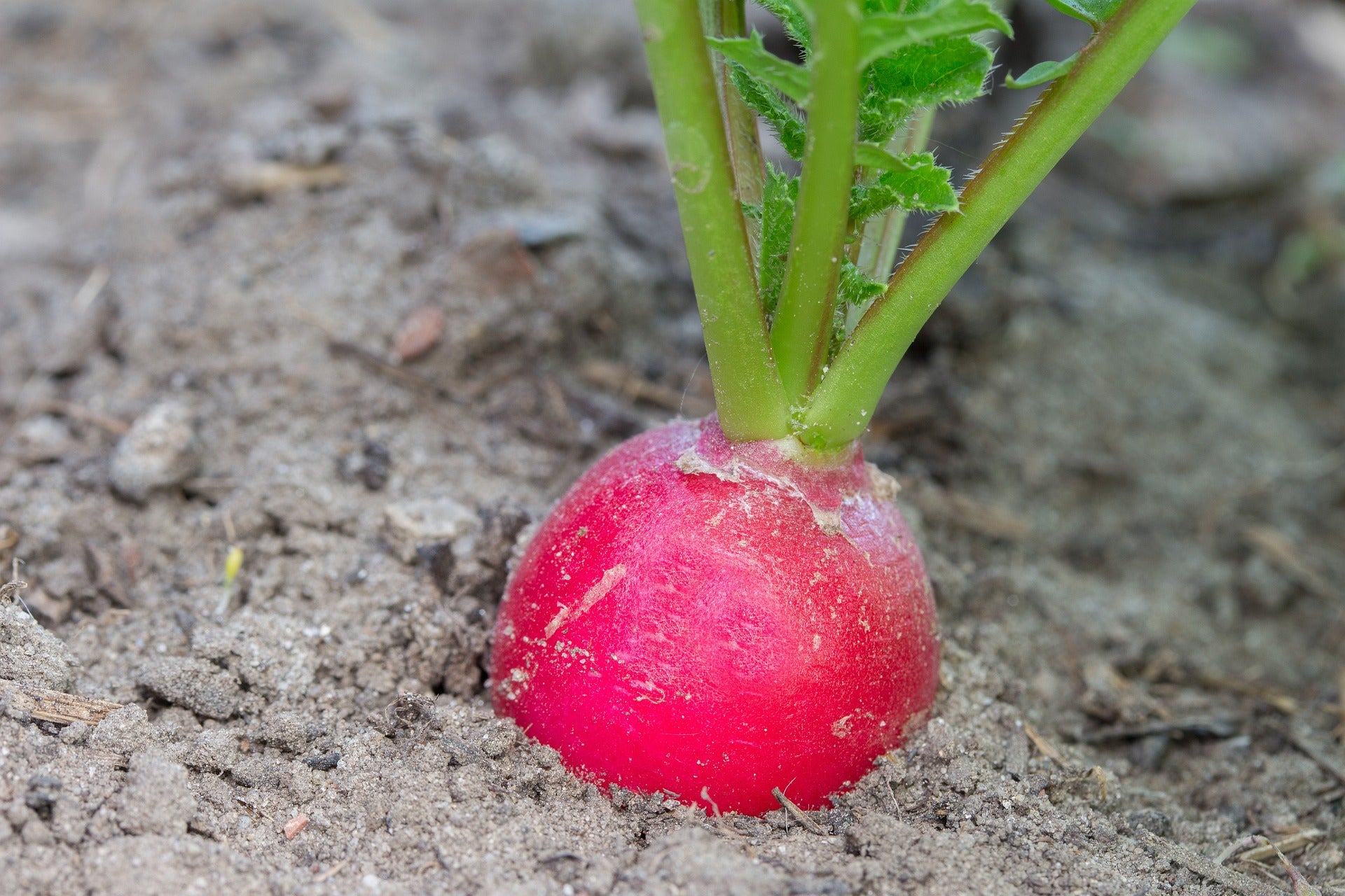 Radish and radishes Benjis