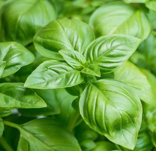 Italian Basil Genovese Ocimum basilicum Benjis seeds