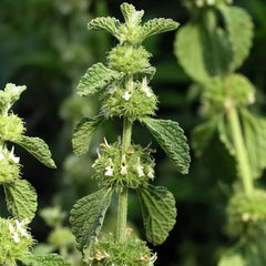 Horehound [Marrubium vulgare]