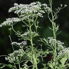 Anise [Pimpinella anisum]