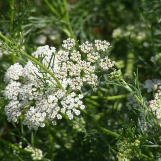 Anise [Pimpinella anisum]