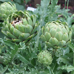 <tc>Artischoke Imperial Star [Cynara cardunculus var. scolymus]</tc>