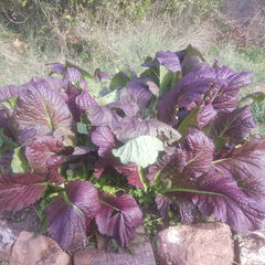 <tc>Asian Mustard Salad Red Giant [Brassica juncea]</tc>