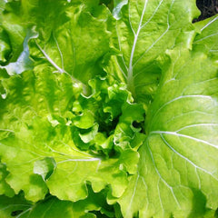 Asian Mustard Vegetable Tokyo Bekana [Brassica rapa var. japonica]