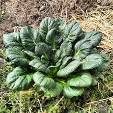 Asiagemüse Tatsoi [Brassica rapa var. rosularis]