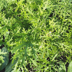 Asiasalat Golden Streak [Brassica rapa var. japonica]