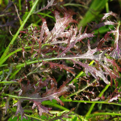 Asia Mustard Salad Moutarde Rouge Metis [Brassica juncea]