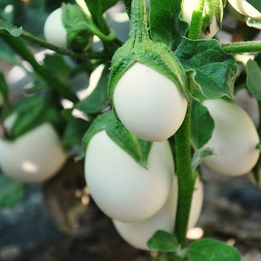 Aubergine Blanche Ronde a Oeuf [Solanum melongena]