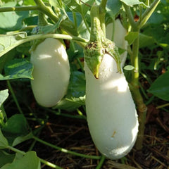 Eggplant Dourga [Solanum melongena]