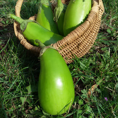 <tc>Aubergine Little Green [Solanum melongena] </tc>