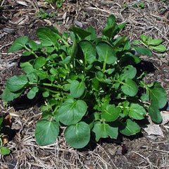 Barbarakraut [Barbarea vulgaris]