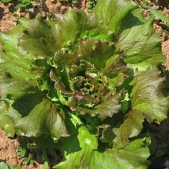 Bataviasalat Maravilla De Verano [Lactuca sativa var. crispa]