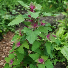 Baumspinat - Magenta Spreen [Chenopodium giganteum]