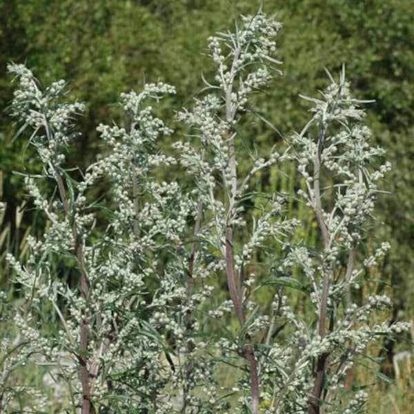 <tc>Common Mugwort [Artemisia vulgaris]</tc>