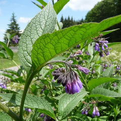 Comfrey [Symphytum officinale]