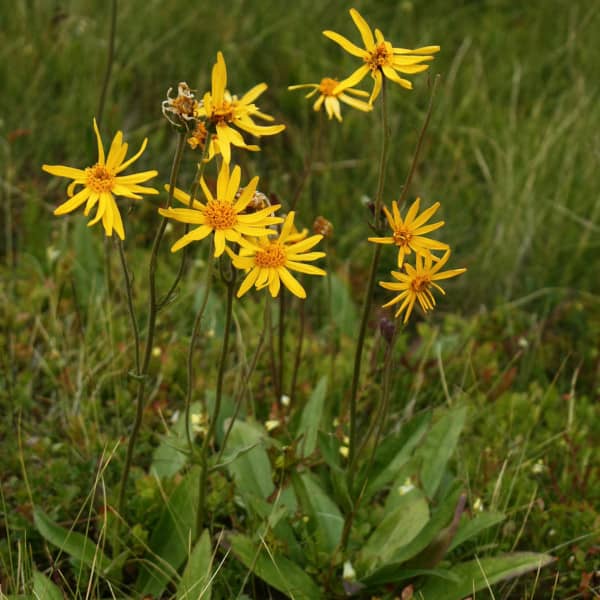 <tc>Mountain Arnica [Arnica montana]</tc>