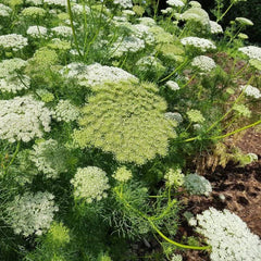 Bischofskraut - Zahnstocher-Ammei [Ammi visnaga]