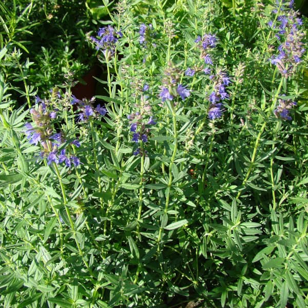 <tc>Common Hyssop [Hyssopus officinalis]</tc>