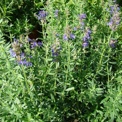 <tc>Common Hyssop [Hyssopus officinalis]</tc>