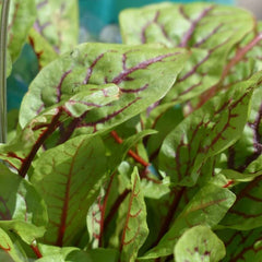 Blood Sorrel [Rumex sanguineus]