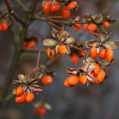 Boxthorn - Goji Berry [Lycium barbarum]