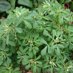 Bockshornklee [Trigonella foenum graecum]