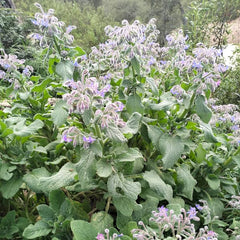 Borage [Borago officinalis]