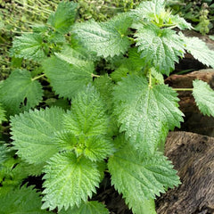 Stinging Nettle [Urtica dioica]