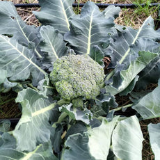 <tc>Broccoli Calabrese Natalino [Brassica oleracea var. italica]</tc>