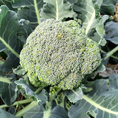 <tc>Broccoli Calabrese Natalino [Brassica oleracea var. italica]</tc>