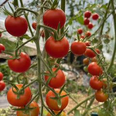 Cocktail Tomato Sugar Grape [Solanum lycopersicum]