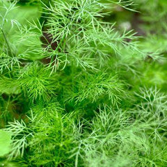 Dill [Anethum graveolens]