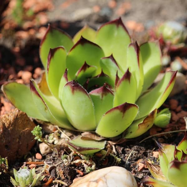 <tc>Common Houseleek [Sempervivum tectorum]</tc>