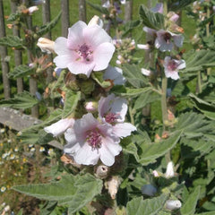 Marsh Mallow [Althaea officinalis]