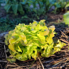 Eichblattsalat Bijella Verão [Lactuca sativa L. var. crispa]