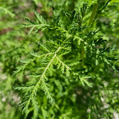 <tc>Annual Mugwort [Artemisia annua]</tc>