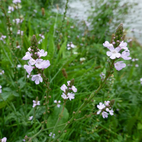 Echtes Eisenkraut [Verbena officinalis]