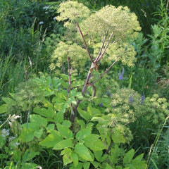 Angelica [Angelica archangelica]