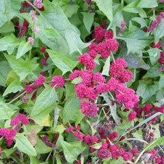 Erdbeerspinat [Chenopodium capitatum]