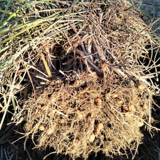 <tc>Tiger Nut Chufa [Cyperus esculentus var. sativus]</tc>