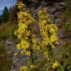 Europäische Goldrute [Solidago virgaurea]