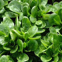  Lamb's lettuce A Grosse Graine De Hollande [Valerianella locusta]