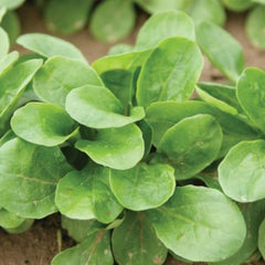 <tc>Lamb's Lettuce Vit&nbsp;[Valerianella locusta]</tc>