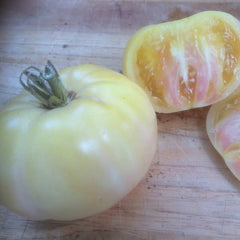 Fleischtomate White Beauty [Solanum lycopersicum]