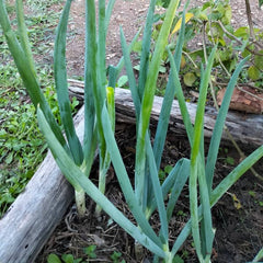 <tc>Spring Onion Ishikura Long White&nbsp;[Allium fistousosum]</tc>