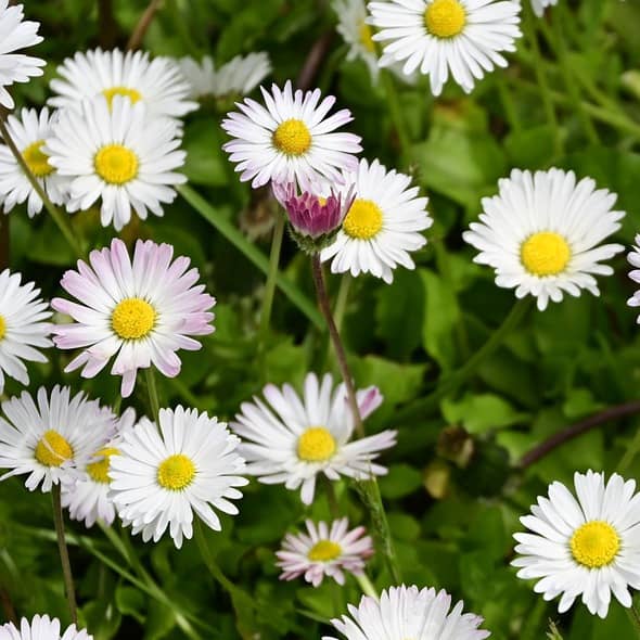 <tc>Wild Daisy [Bellis perennis]</tc>