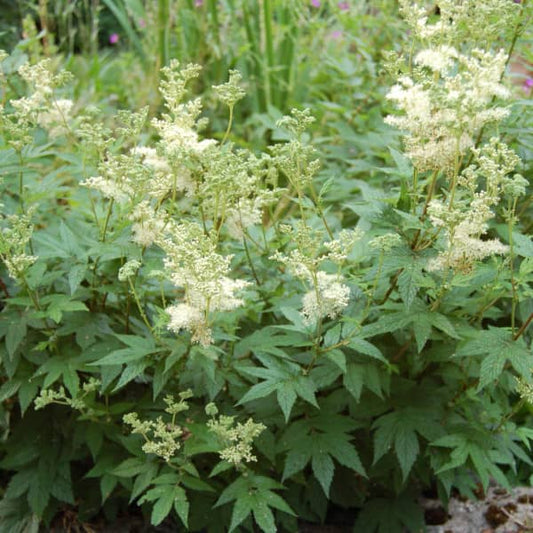 Großes Mädesüß [Filipendula ulmaria]