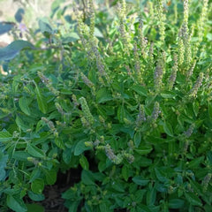 Holy Basil Tulsi [Ocimum tenuifolium syn. sanctum]