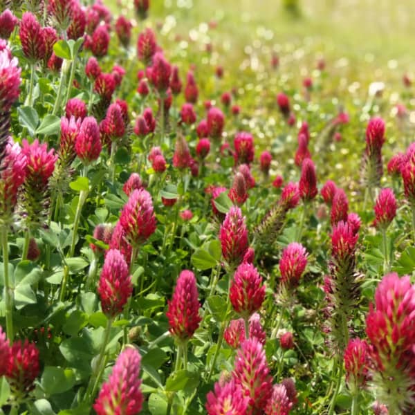 <tc>Crimson Clover - Incarnate Clover [Trifolium incarnatum]</tc>