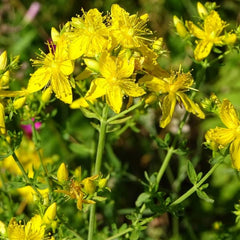 Johanniskraut [Hypericum perforatum]